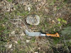 Черепаха-средиземноморская_6